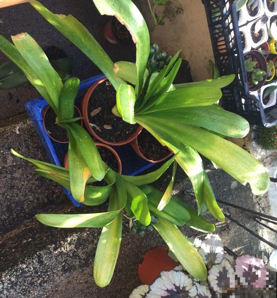 10种花,夏天怕淋雨,下雨赶紧搬进屋! 10种花,夏天怕淋雨,下雨赶紧搬进屋!