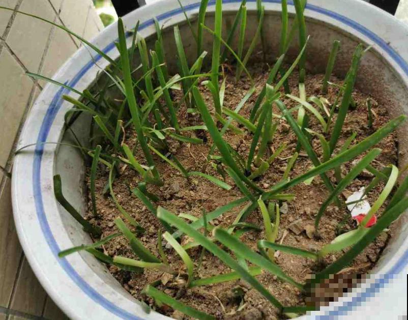 奇葩的催花方式:淋雨,越淋雨越开花! 奇葩的催花方式:淋雨,越淋雨越开花!