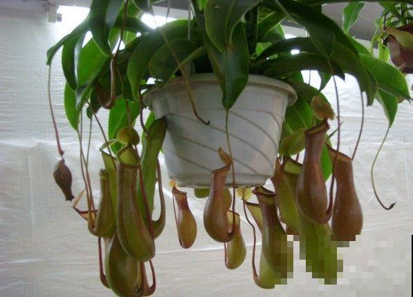 植物也“吃肉”,这种猪笼草可以吞掉一只老鼠,可怕! 植物也“吃肉”,这种猪笼草可以吞掉一只老鼠,可怕!