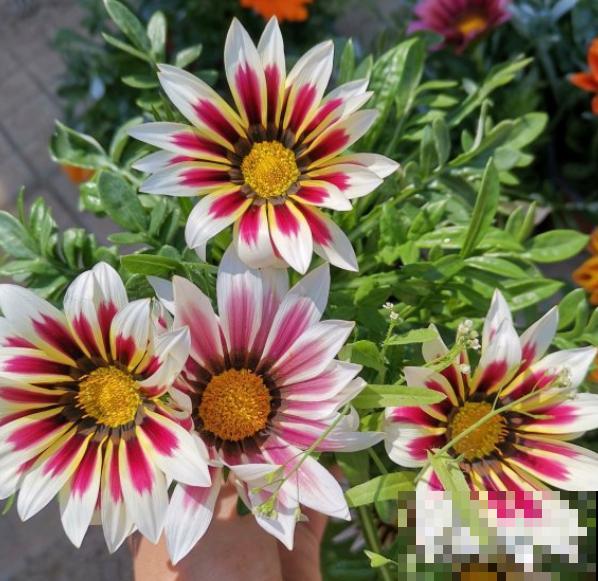 世界上品种最多的植物,没有之一,路边满大街都是! 世界上品种最多的植物,没有之一,路边满大街都是!