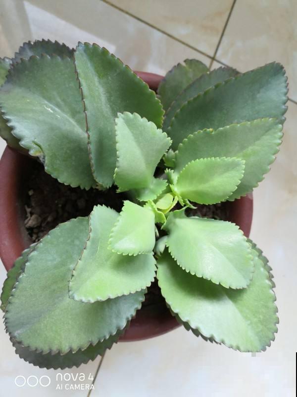 家里养盆不死鸟，叶子落土里就长新芽，繁殖速度堪比生物入侵