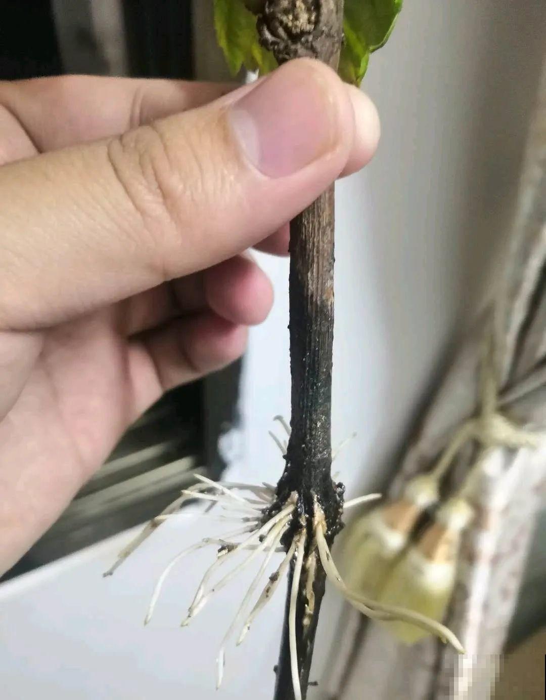 路边掐几根大粗枝,5天就生根,结果沉甸甸! 路边掐几根大粗枝,5天就生根,结果沉甸甸!