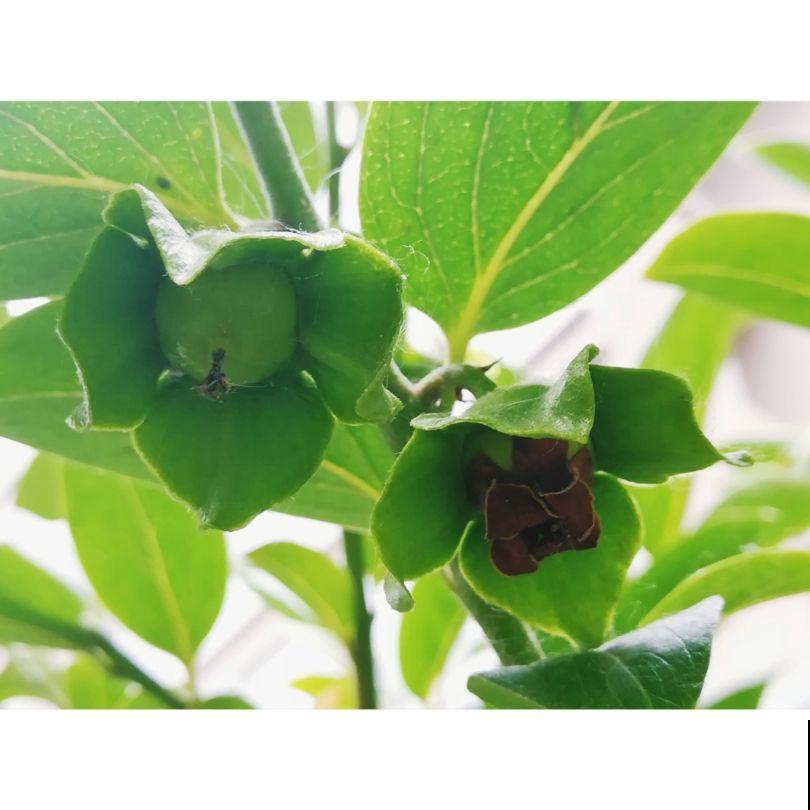野外的植物不能乱挖,挖到这4种,很有可能会坐牢 野外的植物不能乱挖,挖到这4种,很有可能会坐牢