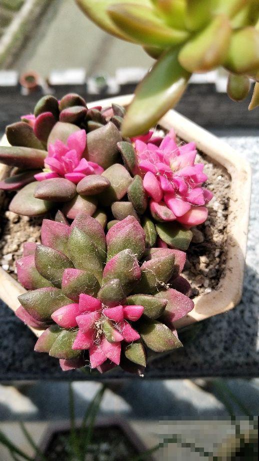 多肉市场上的骗局,赶紧记住,遇见了少上当 多肉市场上的骗局,赶紧记住,遇见了少上当