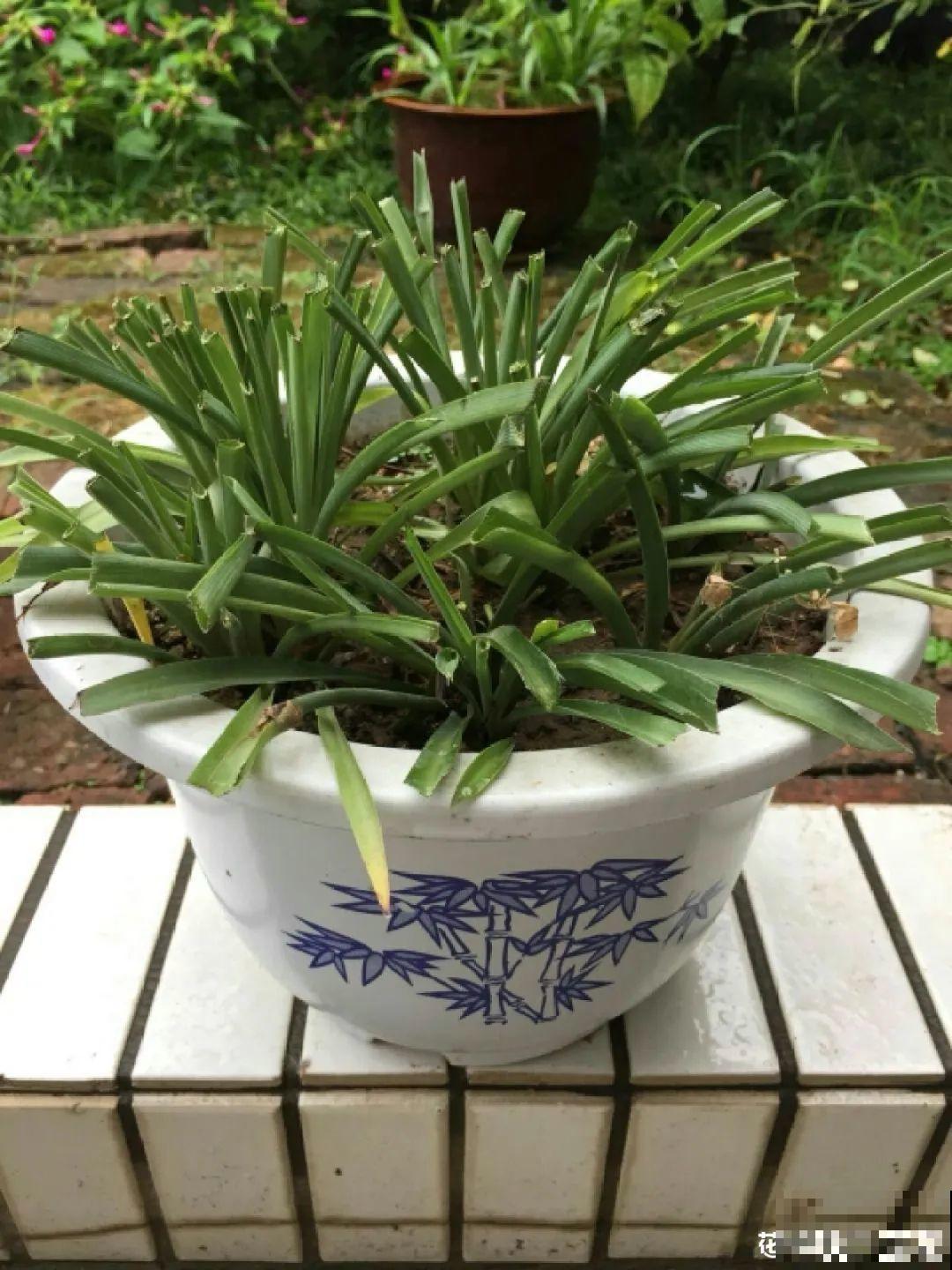 9种花,夏天剃个小平头,平平稳稳度夏天 9种花,夏天剃个小平头,平平稳稳度夏天