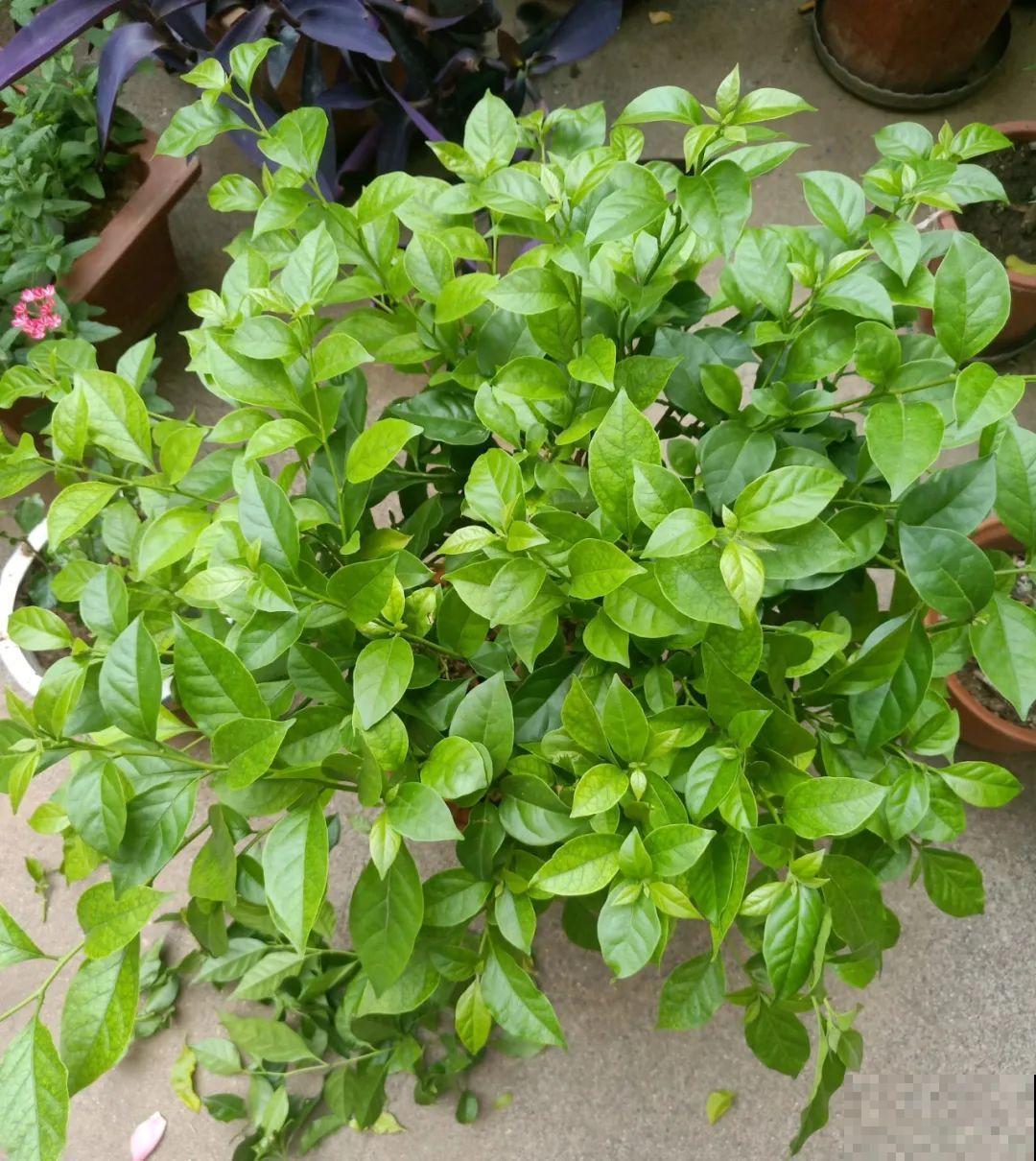 周末去花市捡漏，这花竟然1块钱1棵，赶紧买！