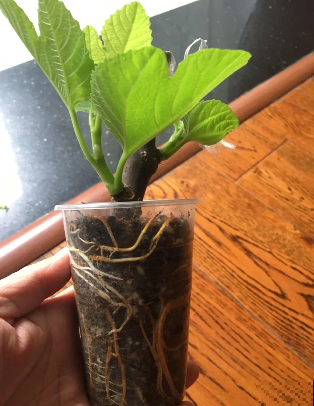 路边掐几根大粗枝,5天就生根,结果沉甸甸! 路边掐几根大粗枝,5天就生根,结果沉甸甸!