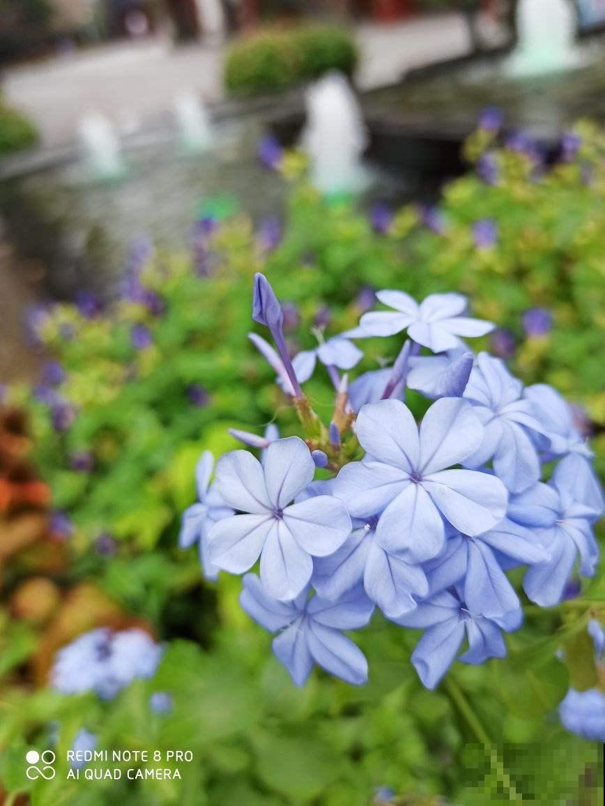 爱养花的女人，都有这7个特质