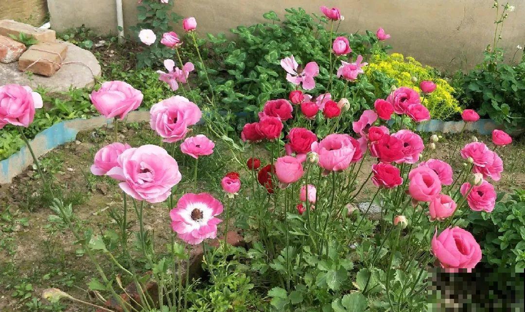 家里养盆花毛茛，开花像牡丹，艳丽多彩超漂亮