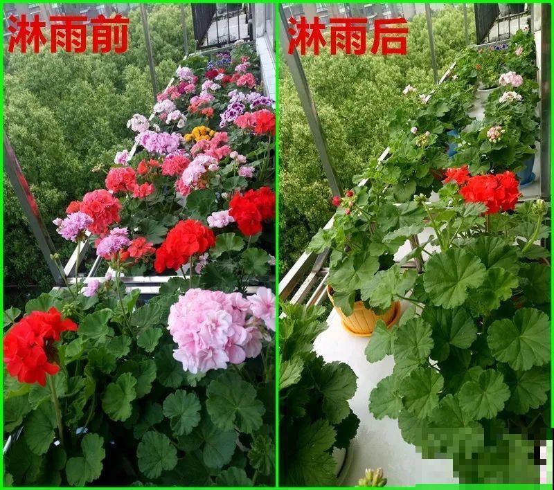 10种花,夏天怕淋雨,下雨赶紧搬进屋! 10种花,夏天怕淋雨,下雨赶紧搬进屋!