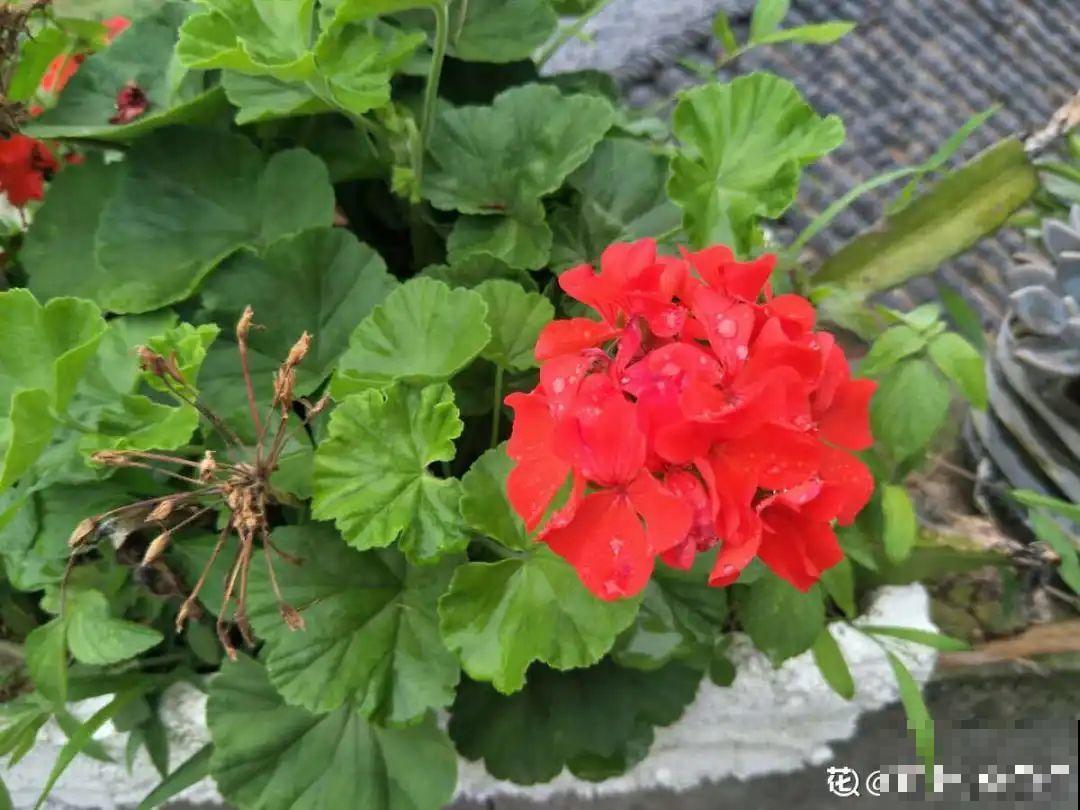 现在开花不一定是好事,赶紧剪掉,才能正常活 现在开花不一定是好事,赶紧剪掉,才能正常活