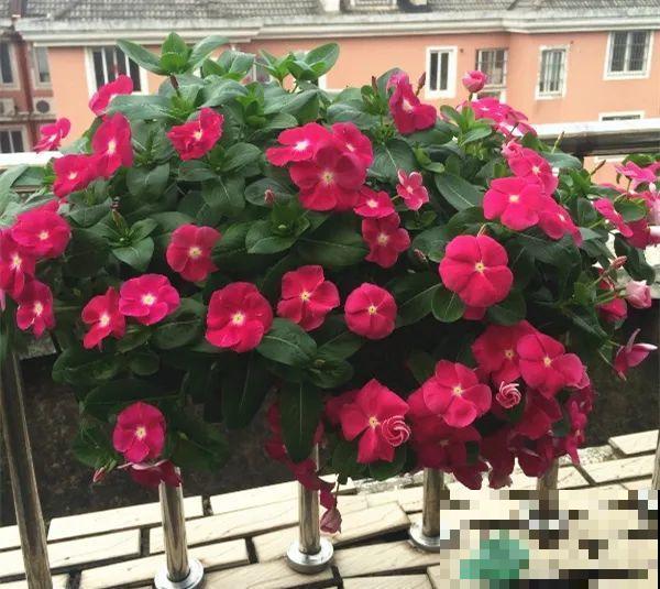 10种花,不怕风吹雨淋,不怕暴晒干旱,四季爆开花,堪称花坚强! 10种花,不怕风吹雨淋,不怕暴晒干旱,四季爆开花,堪称花坚强!