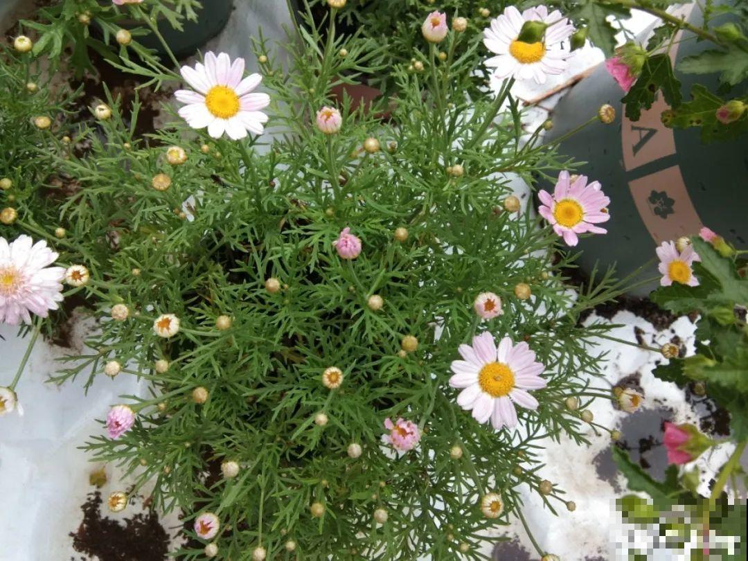 9种花,夏天剃个小平头,平平稳稳度夏天 9种花,夏天剃个小平头,平平稳稳度夏天