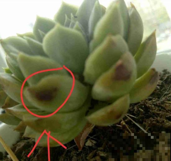 这个时节多肉长气根了,一定要注意了,不然等着收空盆吧! 这个时节多肉长气根了,一定要注意了,不然等着收空盆吧!