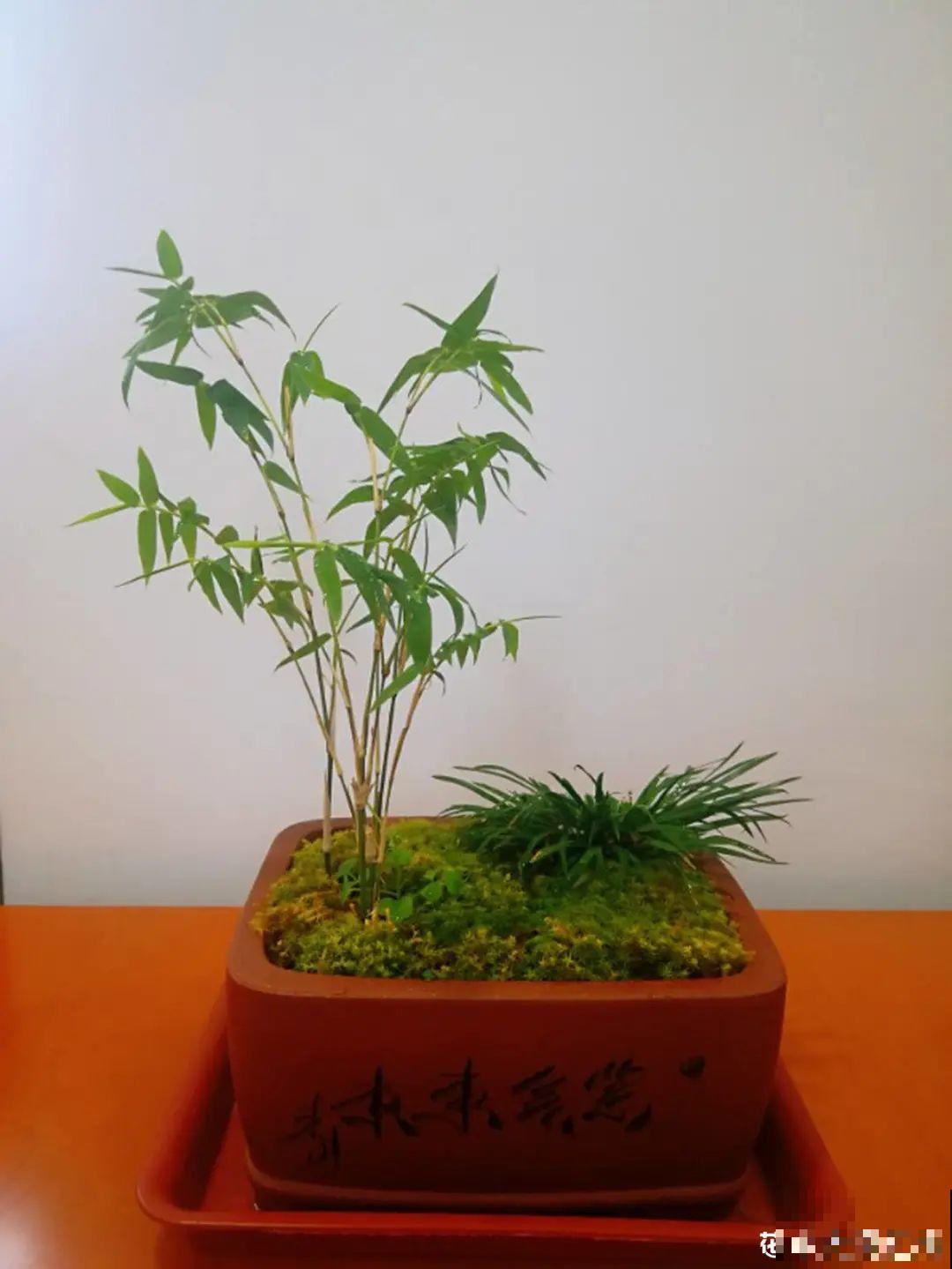 家里养盆松,代代出富翁,镇宅守家寓意好! 家里养盆松,代代出富翁,镇宅守家寓意好!