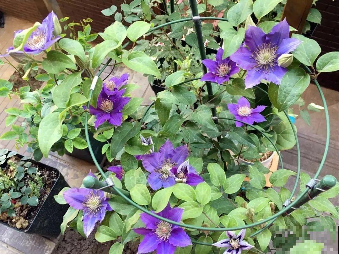 1种花现在剪,芽窜得更多,开出整面大花墙 1种花现在剪,芽窜得更多,开出整面大花墙