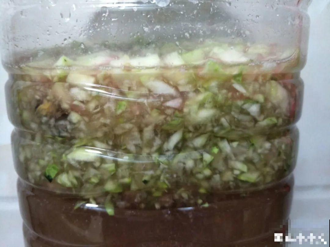 花盆里埋一捆电线，竟然再也不黄叶，花还蹭蹭开爆！