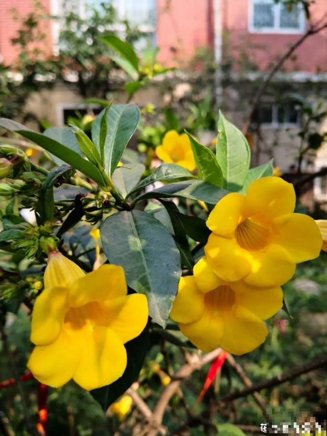 5种花,卧室不能养,离太近都不好! 5种花,卧室不能养,离太近都不好!