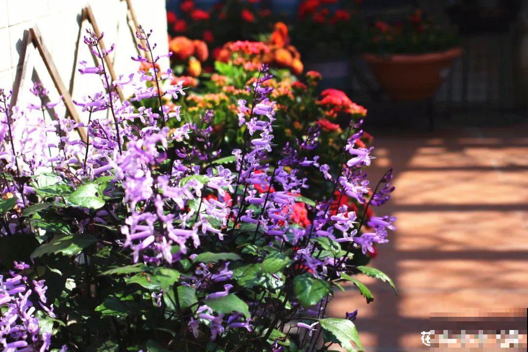 10种花,不怕风吹雨淋,不怕暴晒干旱,四季爆开花,堪称花坚强! 10种花,不怕风吹雨淋,不怕暴晒干旱,四季爆开花,堪称花坚强!