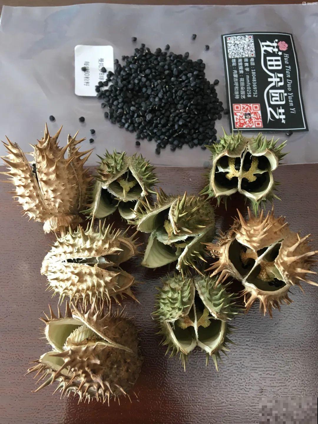 10种花有剧毒,遇到千万别乱碰,小心中毒! 10种花有剧毒,遇到千万别乱碰,小心中毒!