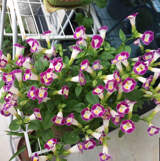 强悍的夏堇花,种一次全年开花,花朵越掐越有! 强悍的夏堇花,种一次全年开花,花朵越掐越有!