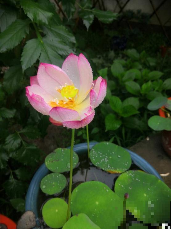 有个小院养养花，退休的生活，也能多姿多彩！