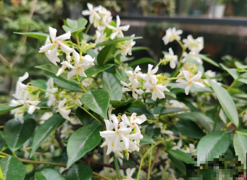 农村院里的3种茉莉花，十里外都飘香，越晒越疯长！