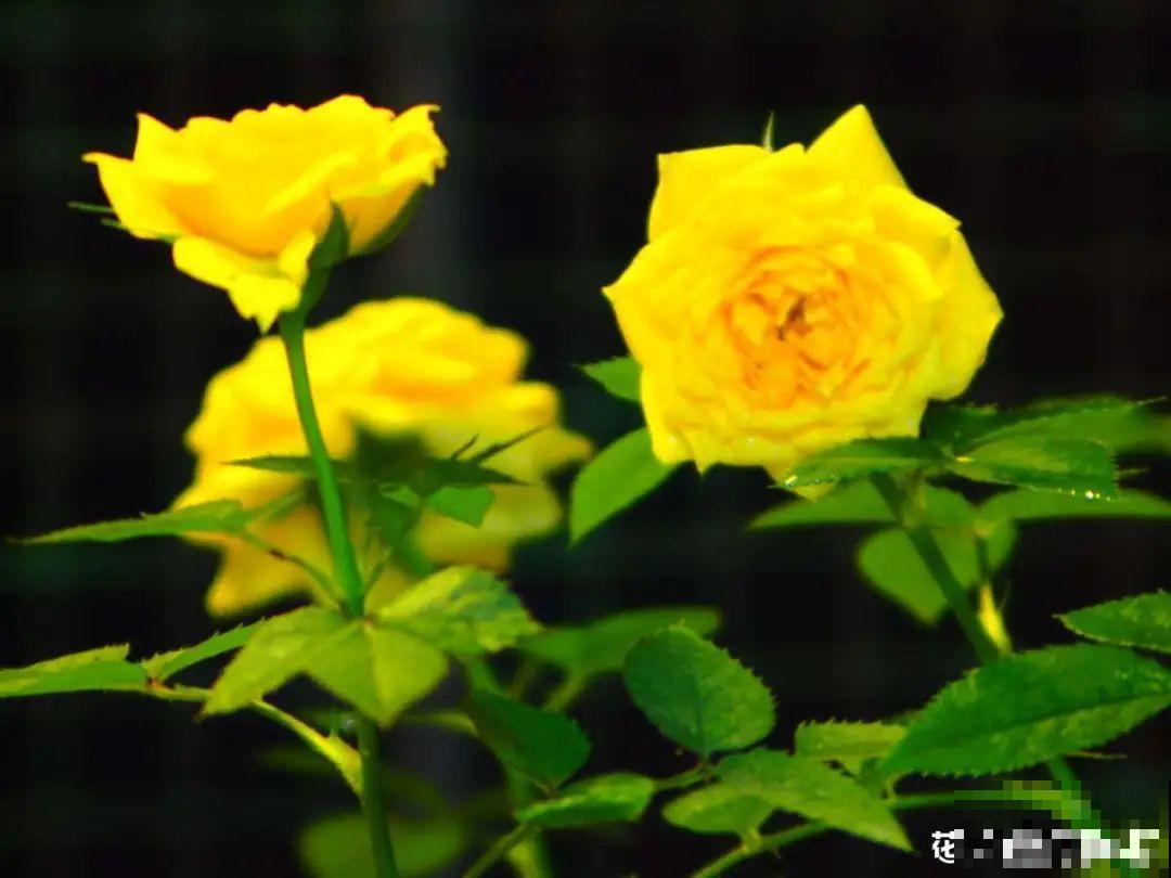 公认难养的20种花,养一盆死一盆,下次还敢买? 公认难养的20种花,养一盆死一盆,下次还敢买?