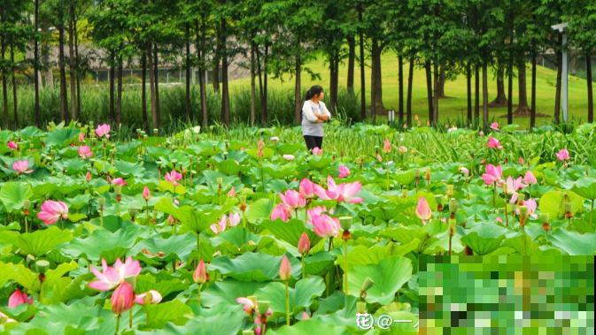 关于荷花,4个令人叹绝的冷知识,看完真长见识了! 关于荷花,4个令人叹绝的冷知识,看完真长见识了!