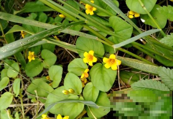 路边一种野花,能开2~3年不落,花瓣永不褪色! 路边一种野花,能开2~3年不落,花瓣永不褪色!