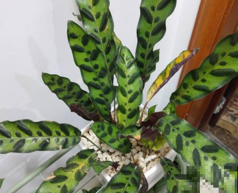 家里摆这3种花,气质好、有格调,客人来了都夸好! 家里摆这3种花,气质好、有格调,客人来了都夸好!