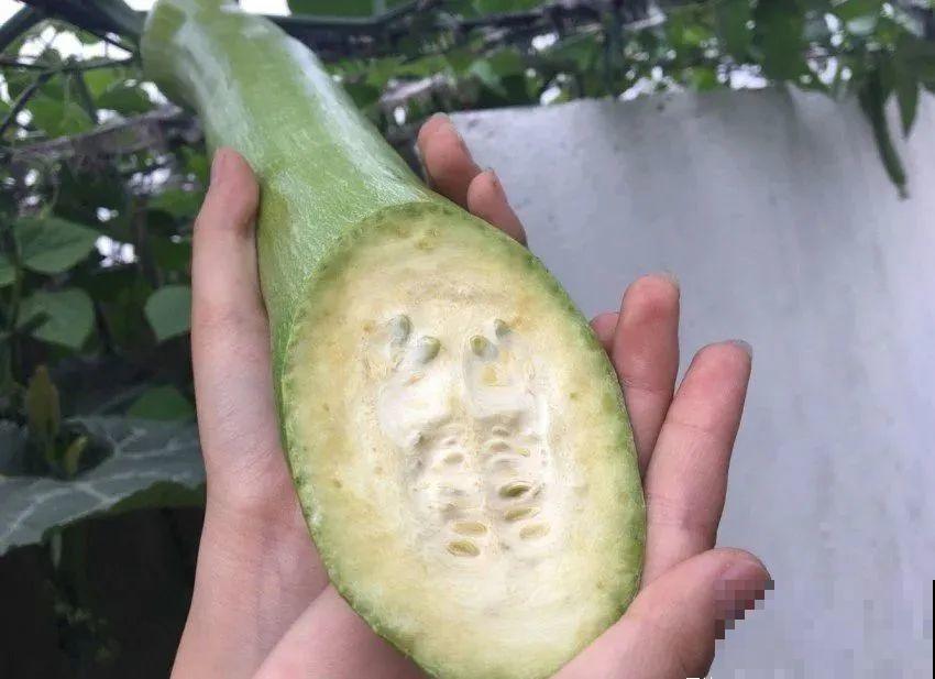 西红柿养成树,1年能结6000斤果,巨无霸第一次见! 西红柿养成树,1年能结6000斤果,巨无霸第一次见!