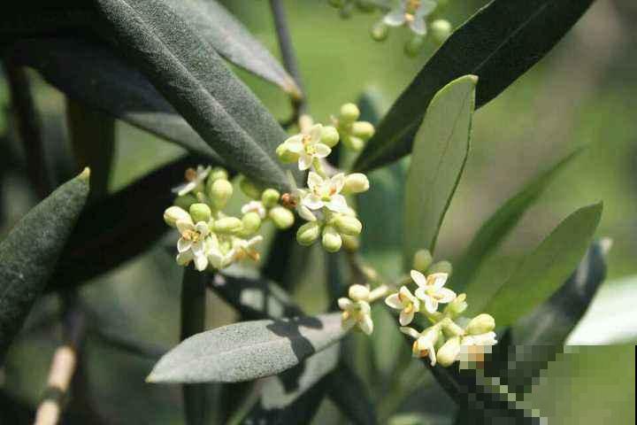 各国的国花,居然被他编成一首诗,太有才了! 各国的国花,居然被他编成一首诗,太有才了!