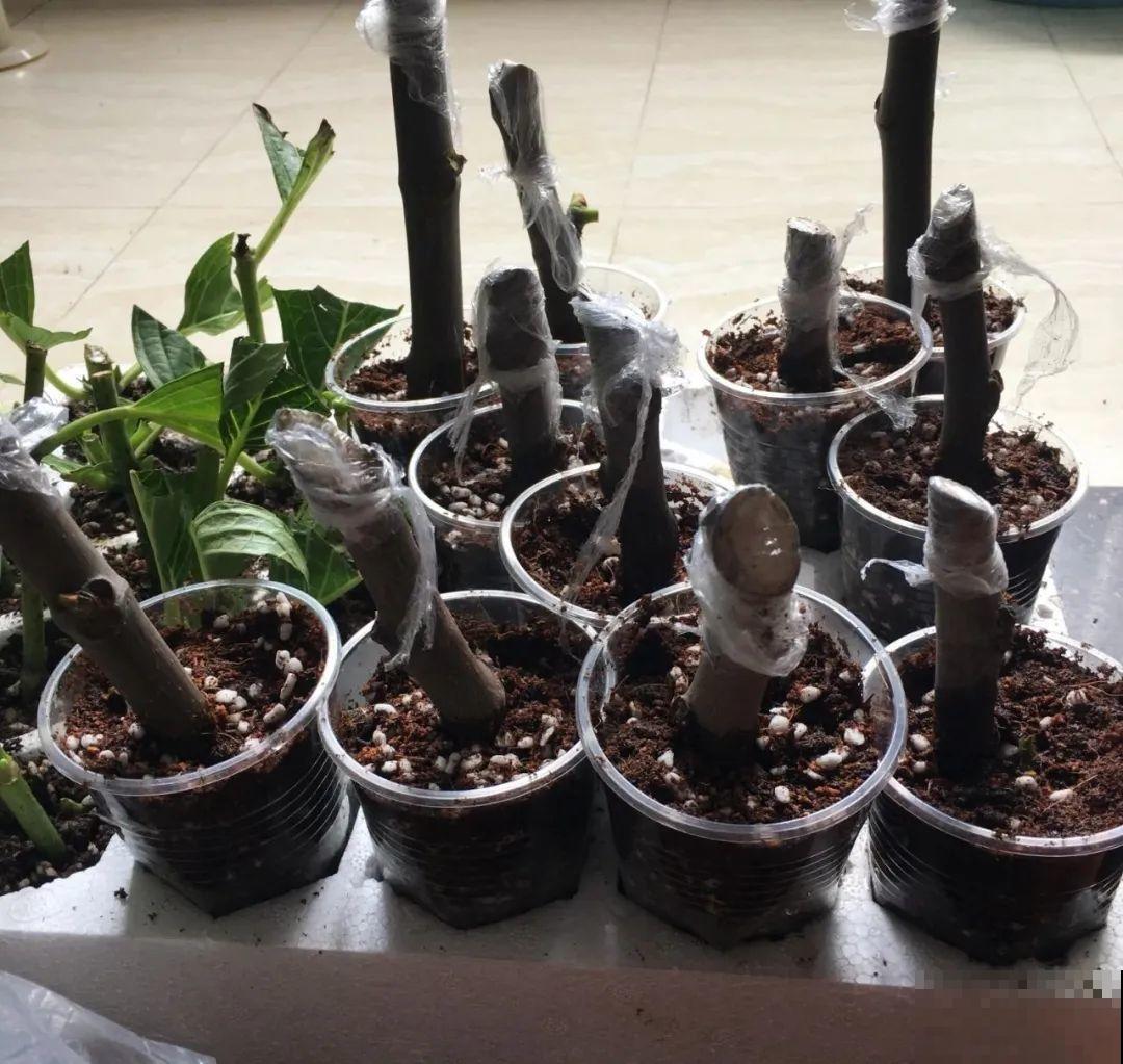 路边掐几根大粗枝,5天就生根,结果沉甸甸! 路边掐几根大粗枝,5天就生根,结果沉甸甸!