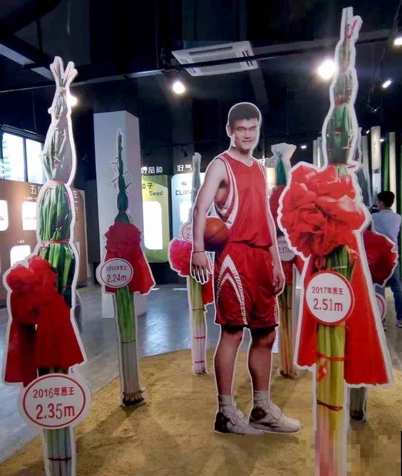 西红柿养成树,1年能结6000斤果,巨无霸第一次见! 西红柿养成树,1年能结6000斤果,巨无霸第一次见!