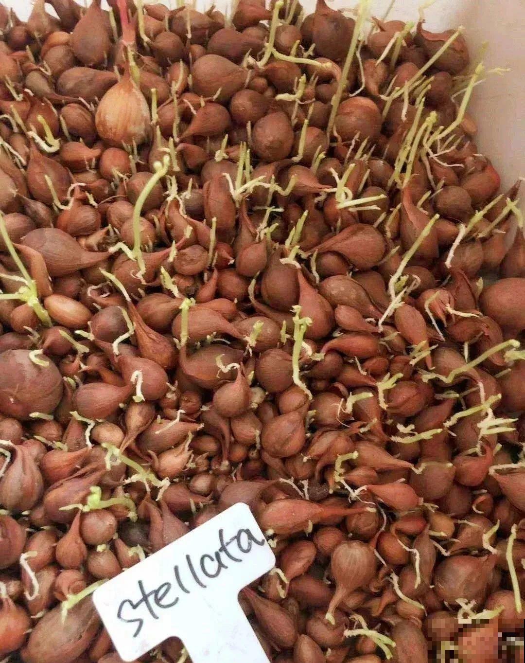 小阳台就养盆酢浆草,开花又爆又好看,多到家里堆不下 小阳台就养盆酢浆草,开花又爆又好看,多到家里堆不下