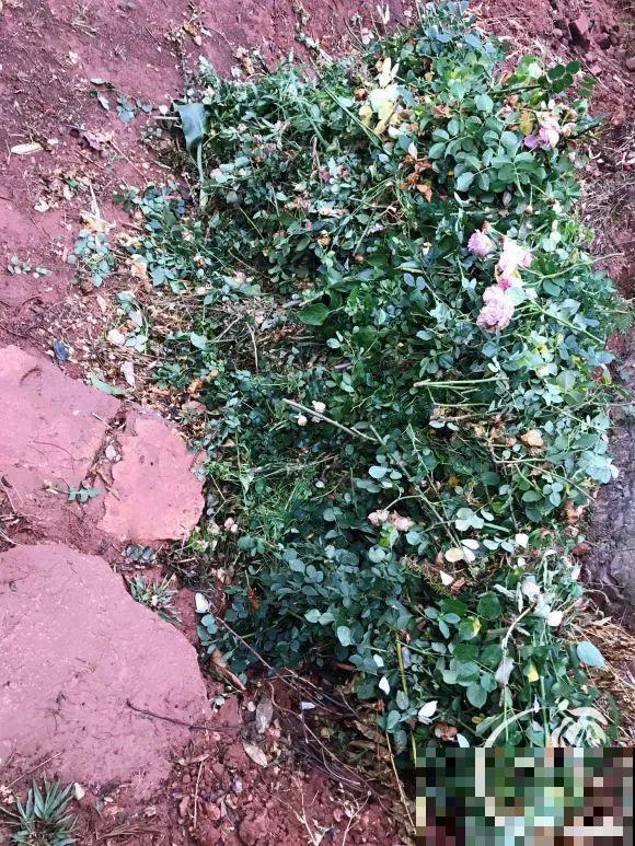 女儿辞职，回家养花，老爸说：15亩地，你负责养花，我负责蔬果！