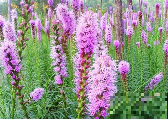 世界上品种最多的植物,没有之一,路边满大街都是! 世界上品种最多的植物,没有之一,路边满大街都是!