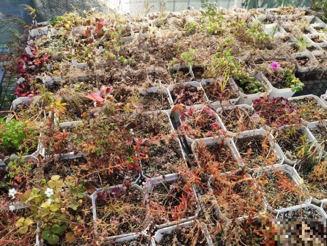 家里有这7种花,少浇水、不能晒,天热要休眠! 家里有这7种花,少浇水、不能晒,天热要休眠!