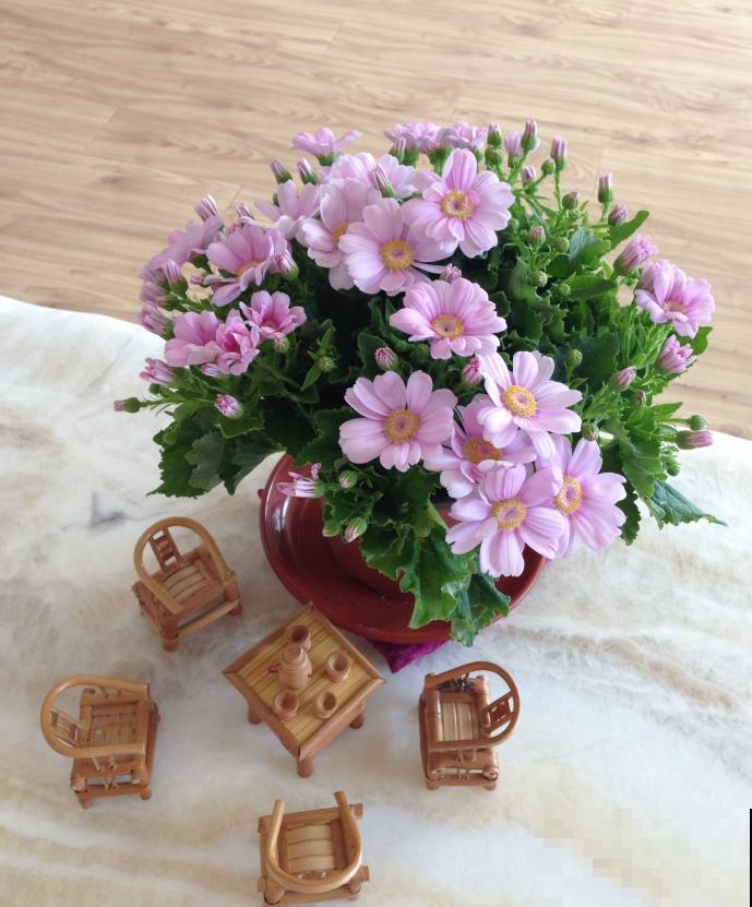 有个小院养养花，退休的生活，也能多姿多彩！