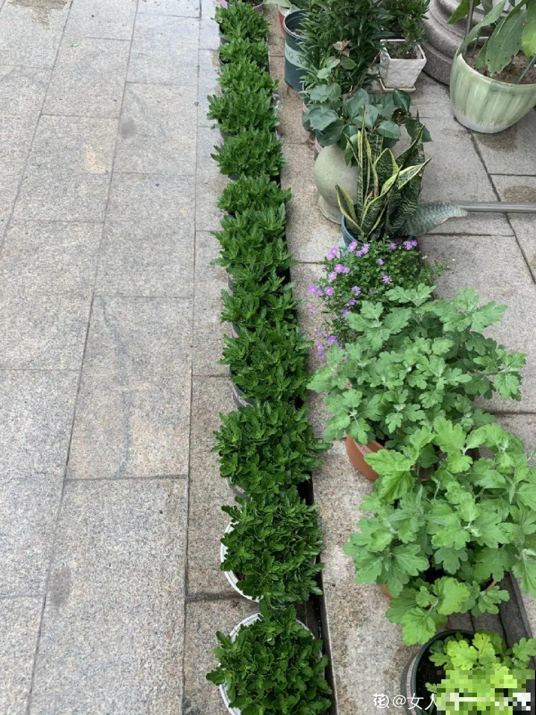 38℃高温，家里的花挺不过去，只剩盆了！