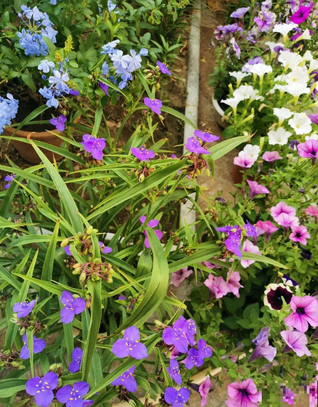 70岁老妈,一天也闲不住,院子里种满了花! 70岁老妈,一天也闲不住,院子里种满了花!