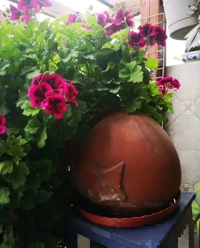 接近两米的天竺葵,比人还高,开花真霸气! 接近两米的天竺葵,比人还高,开花真霸气!