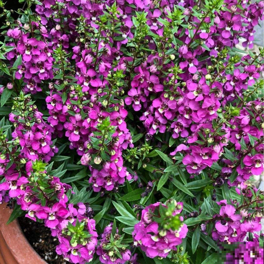 家里养这4种花，呼呼窜2米，开花成一串