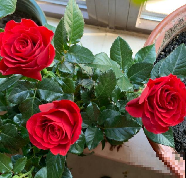 几种适合阳台养的月季,夏天也很少生病,太省心了! 几种适合阳台养的月季,夏天也很少生病,太省心了!