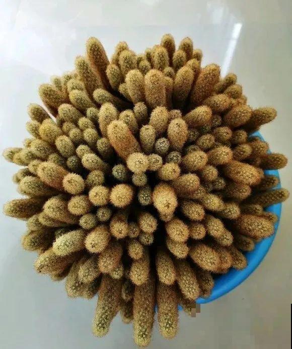 这花3年没浇水，却疯长得把盆撑爆，懒人福利啊！