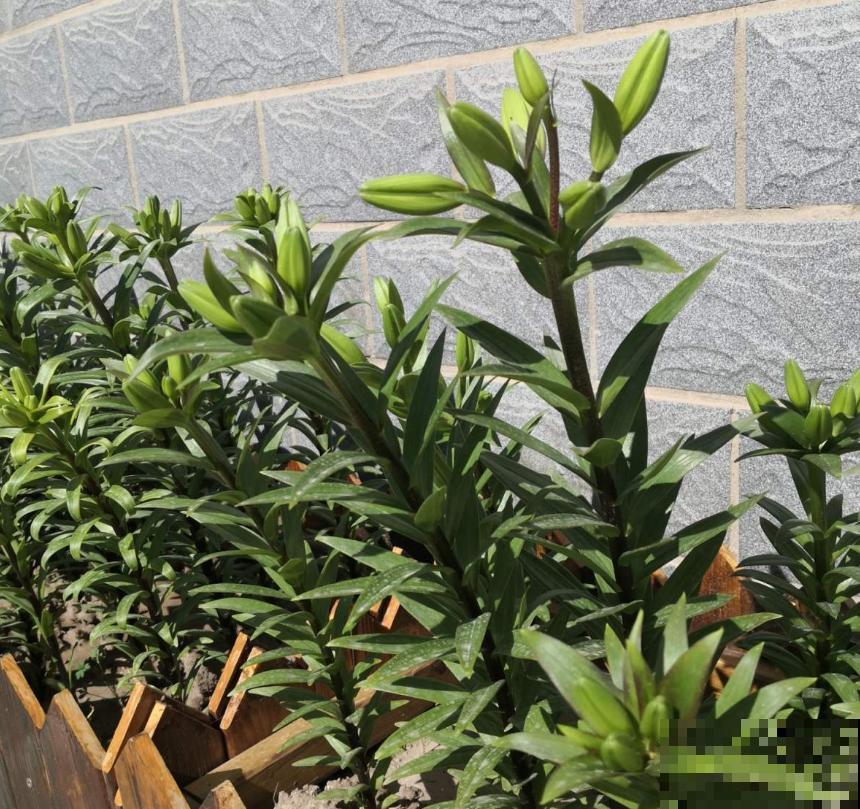 修剪最佳时机到了，有这花赶紧剪，晚了再也不开花！