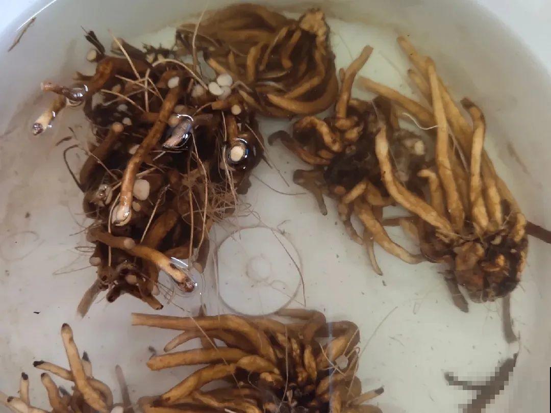 家里养盆花毛茛，开花像牡丹，艳丽多彩超漂亮