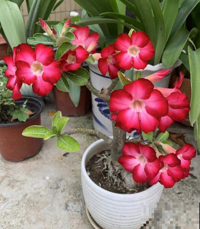 盘点好看的红色花，纯正的中国红，一眼就爱上了！