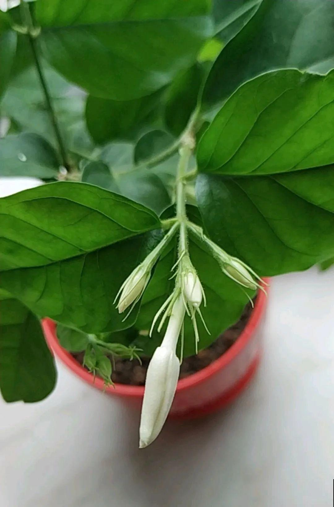 栀子、茉莉原来有5个品种,一个比一个香,叶子带花纹的更值钱! 栀子、茉莉原来有5个品种,一个比一个香,叶子带花纹的更值钱!